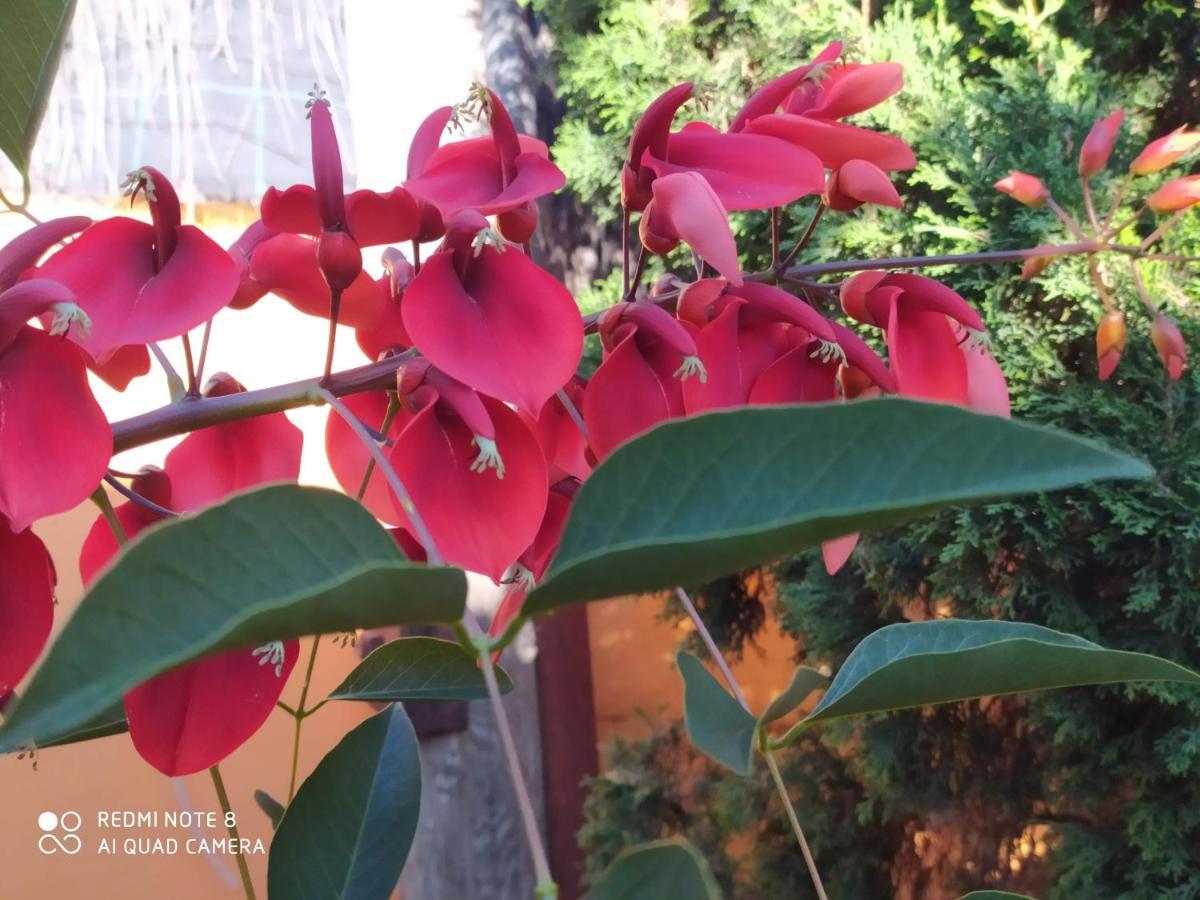 Energy Garden Villa Bajamar  Dış mekan fotoğraf